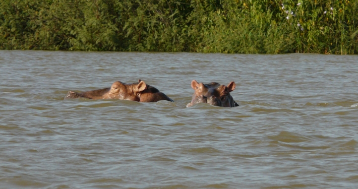 @PPI-image de la mare aux hippopotames de Bala