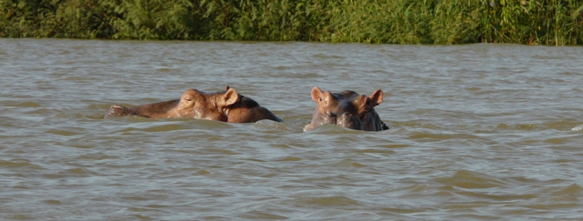 @PPI-image de la mare aux hippopotames de Bala